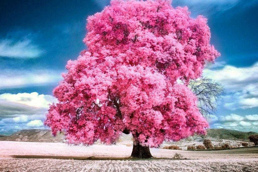 Beauty Sky Pink Landscape Tree Clouds Summer Nature Beautiful Animated  Wallpaper For Pc