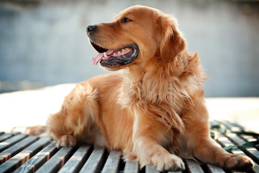 dog, Animals, Golden Retrievers Wallpapers HD / Desktop and Mobile  Backgrounds