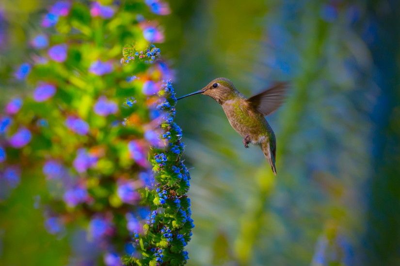 beautiful hummingbird wallpaper 44027