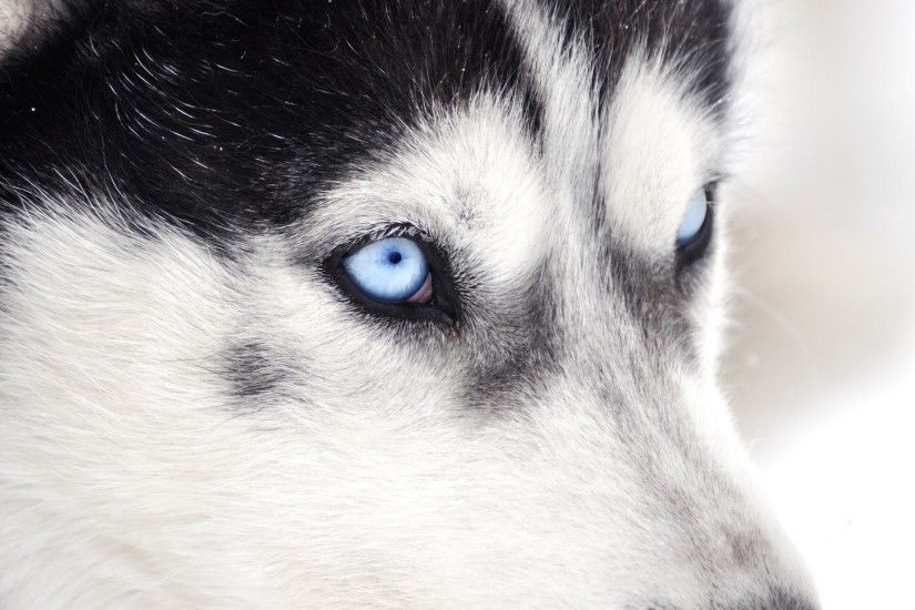 Animal - Siberian Husky Dog Eye Close-Up Wallpaper