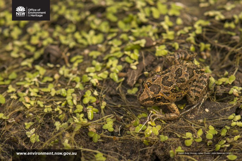 Marsh frog in a natural flood event
