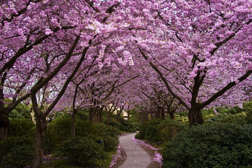 Spring-Alley-Hd-Widescreen-Wallpapers