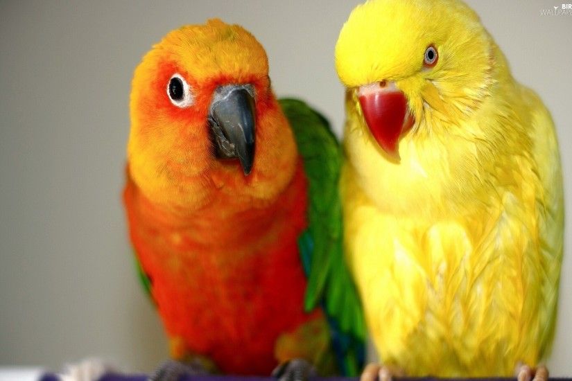 Parrots, lovebirds, color