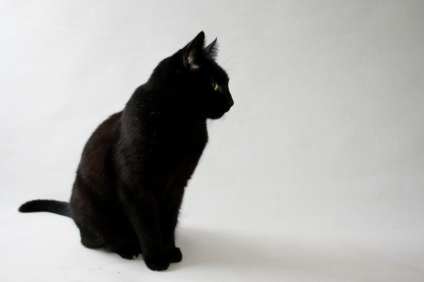 cat, Animals, Black Cats, Simple Background, White Background Wallpapers HD  / Desktop and Mobile Backgrounds