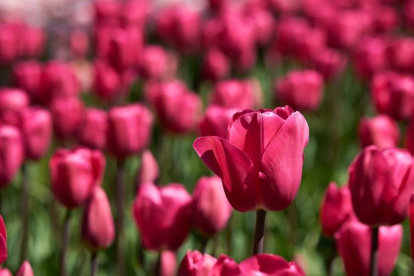 Flowers / Red tulips Wallpaper