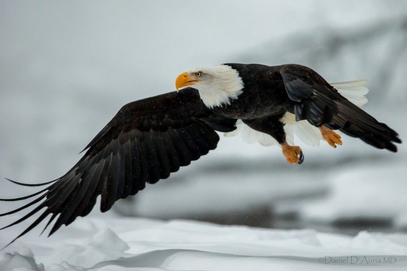 Animal - Bald Eagle Animal Bird Eagle Flying Wallpaper