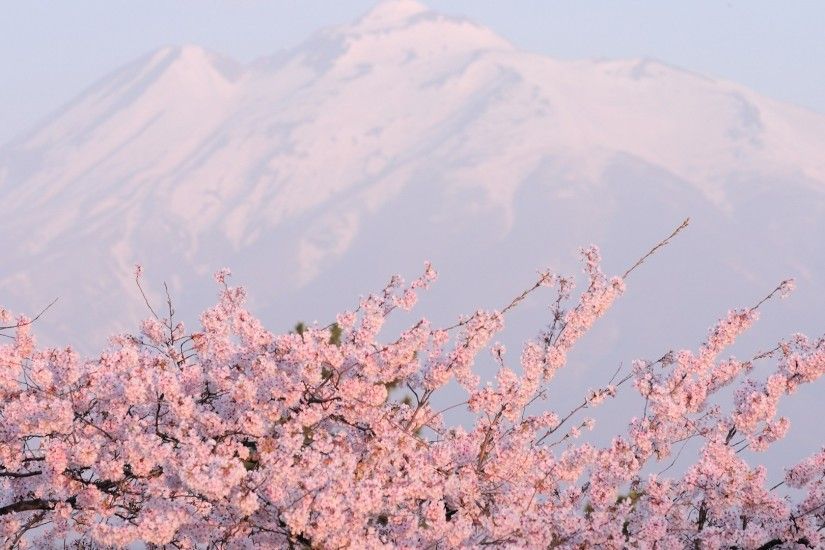 Sakura Flower 20975