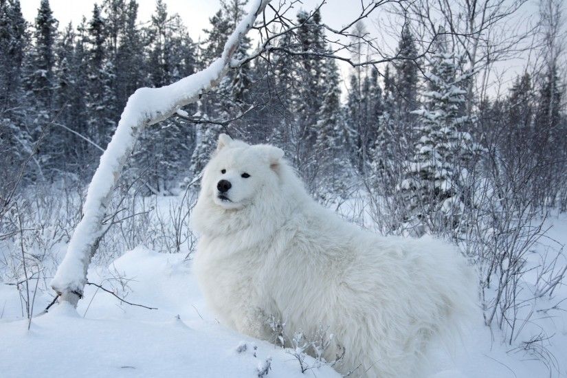1920x1080 Wallpaper winter, snow, forest, dog