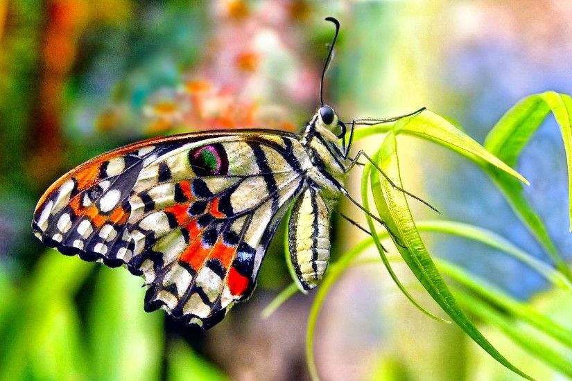 Beautiful Butterfly New Wallpaper Wallpaper
