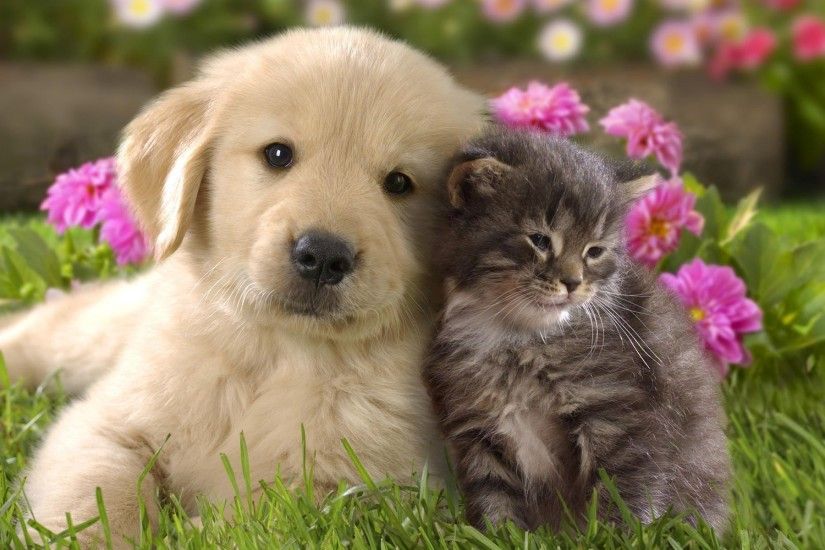 nature, Animals, Grass, Puppies, Kittens, Cat, Dog, Flowers, Baby Animals,  Labrador Retriever Wallpapers HD / Desktop and Mobile Backgrounds