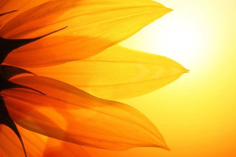 Sunflower background Wallpapers | Pictures