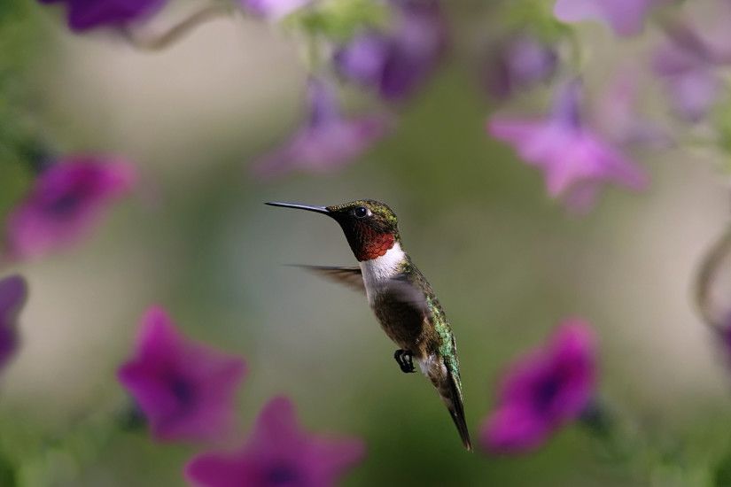 2560x1440 Wallpaper hummingbird, bird, wings, flap