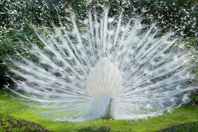 White peacock Wallpapers Pictures Photos Images. Â«