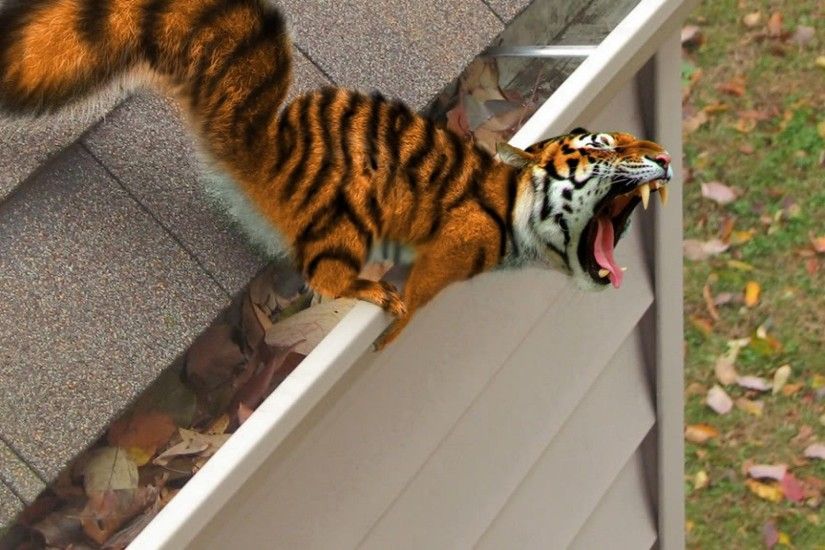 Squiger Tiger fangs funny Animal Wal…