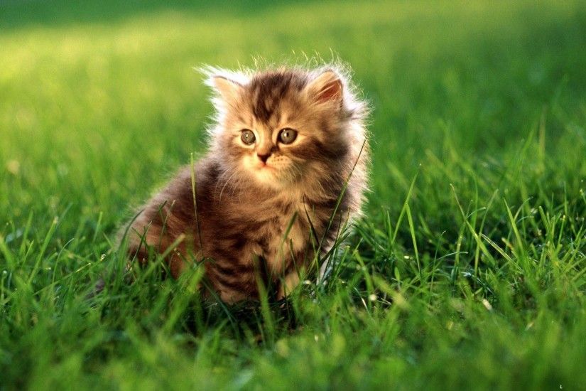 207 Cute HD Wallpapers | Backgrounds - Wallpaper Abyss Cute Animal ...