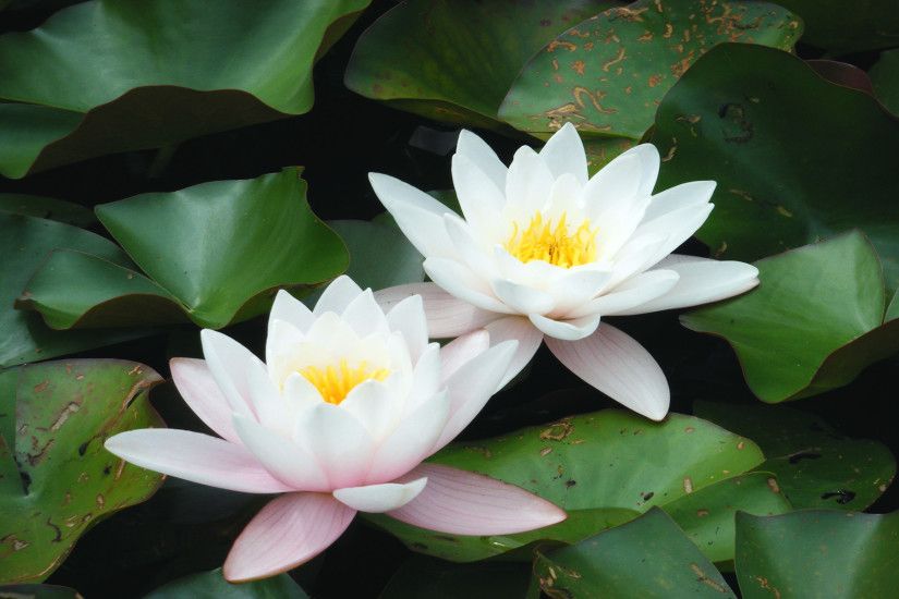 White Lotus Flower Wallpapers HD Wallpaper Black White Vector .