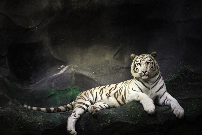 White Tiger HD Wallpapers | HD Wallpapers Mall