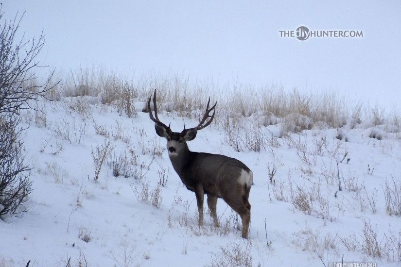 ... large 3x5 mule deer buck in snow