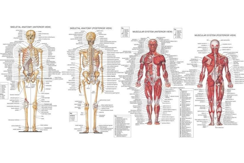 1920x1080 Human Anatomy HD Wallpaper. ÃÂ« ÃÂ»