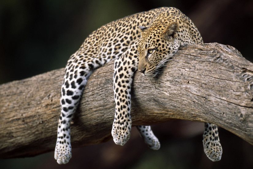 1999x1333 Sleeping Leopard HD Animal Wallpaper