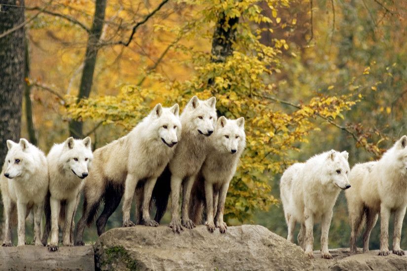Wolves Wolf Pack High Resolution Wallpaper 1900x1200 px Free .