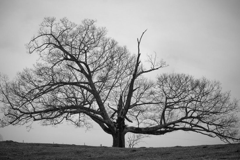 Old Tree Black and White Wallpapers HD.