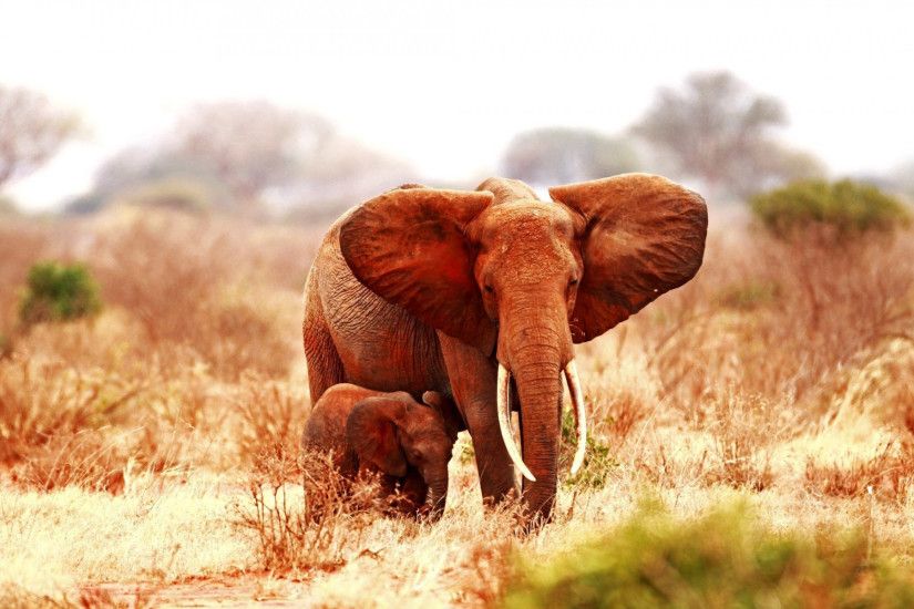 Mother And Baby Elephant. Mother And Baby Elephant Desktop Background