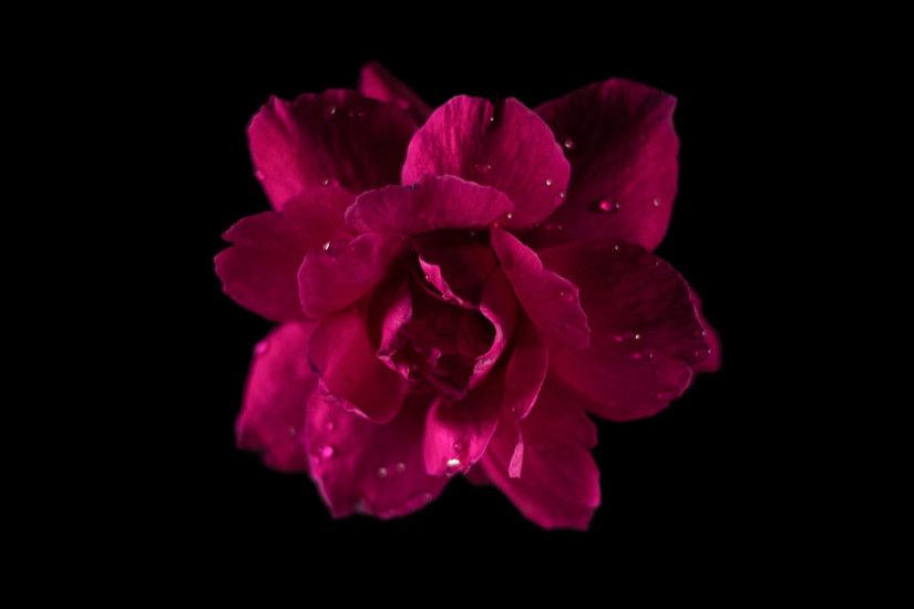 ... Red rose on black background. 0fb785cfb0f5242016dee17cb31704ef