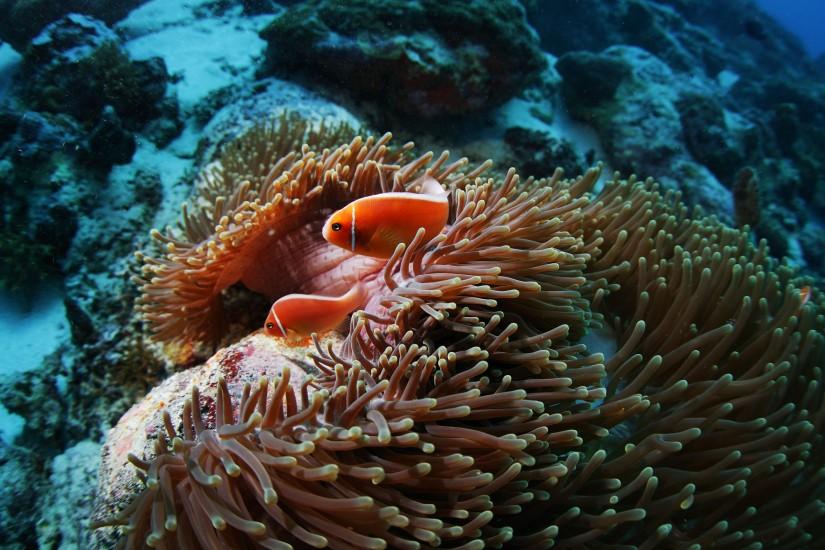 Fish sea anemones underwater coral reef wallpaper | 2560x1600 | 67324 |  WallpaperUP