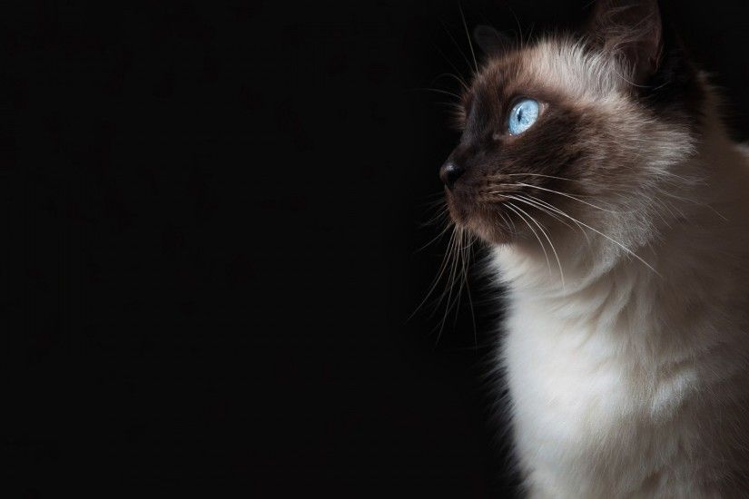 Blue Eyes Grumpy Cat HD Wallpaper