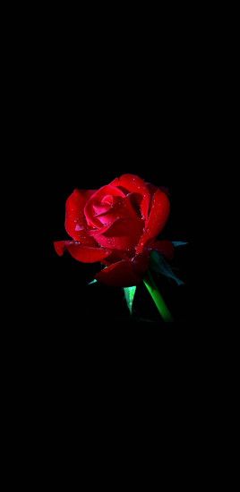Red Roses Black Background Galaxy Note 8 Wallpaper Galaxy Note 8  Red%20roses%20black
