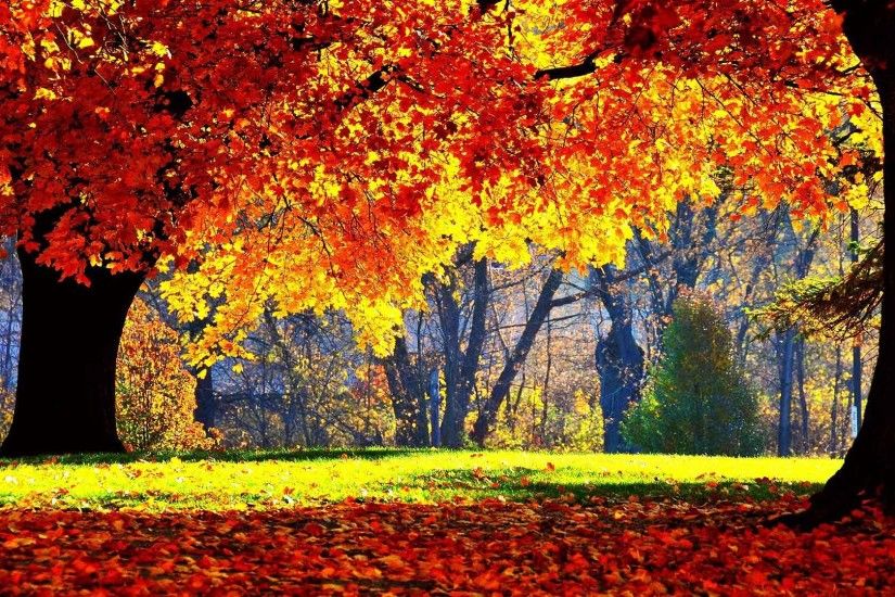 Trees Autumn Fall Season Landscape Forest Tree Color Nature HD Live  Wallpapers For Android