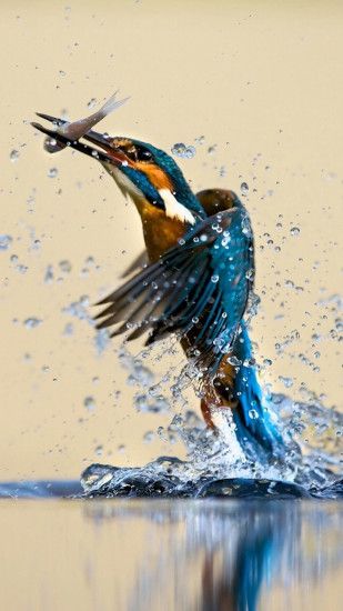 Kingfisher Catching Fish