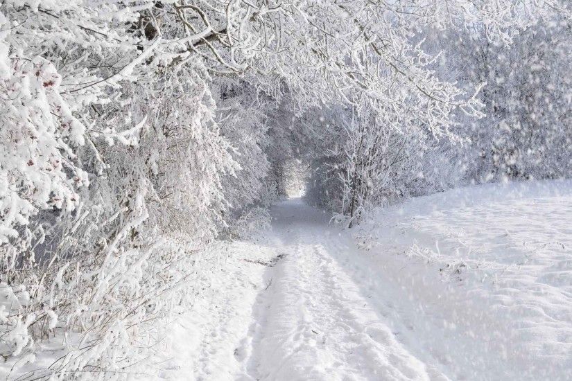 Landscapes Snowing Trees Tunnel Blizzard Nature Roads Storm White Seasons Snowfall  Snow Snowflake Winter Forest Background Images Of
