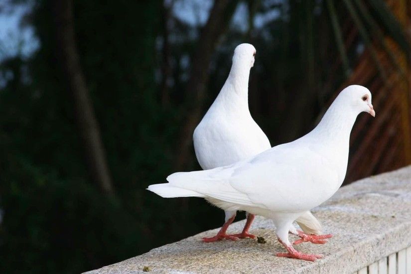White pigeon love birds