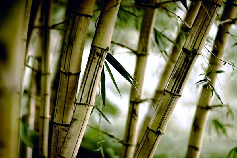 bamboo wallpaper 2960x1850 for computer
