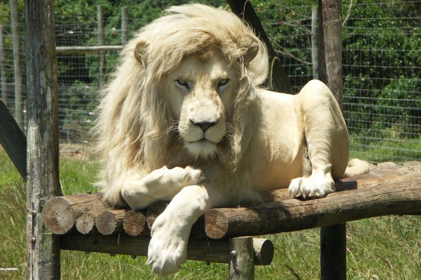 white lion resting 2
