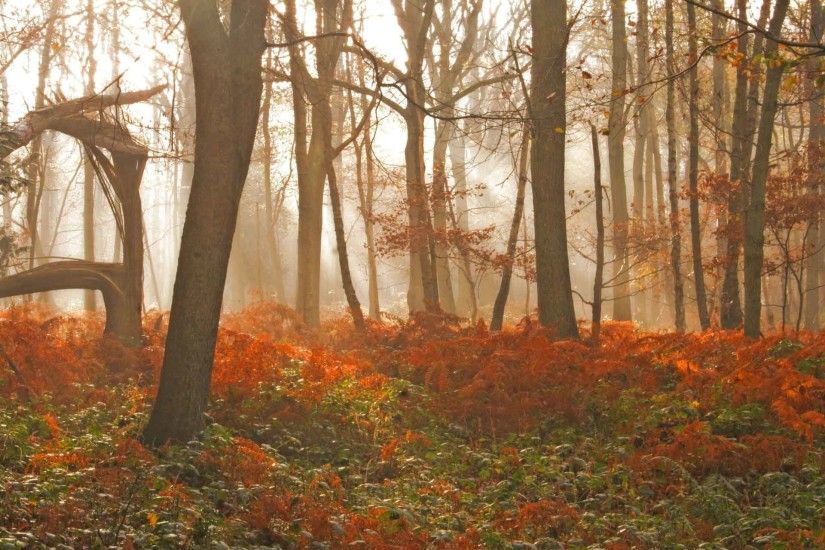 Trees Fall Tree Forest Nature Autumn Landscape Wallpaper HD 1080p Green