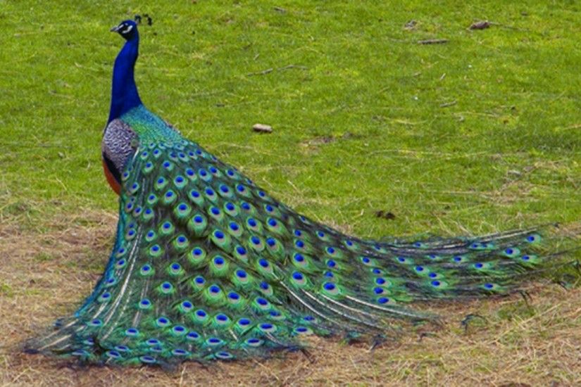 Peacock Flying Bird Wallpaper-2