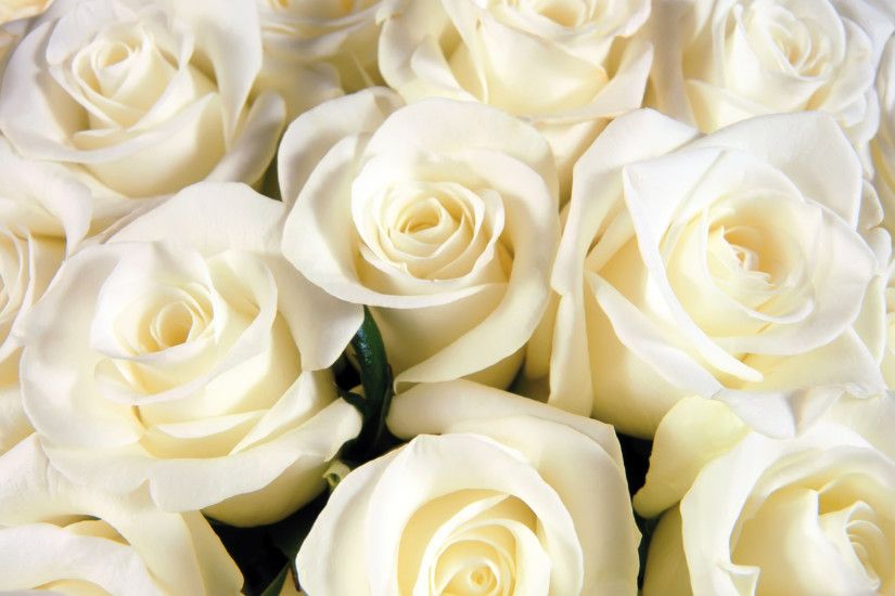White Rose Widescreen (57 Wallpapers)