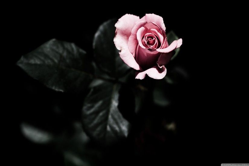 Black Rose wallpaper from Gothic wallpapers SCARLET Pinterest