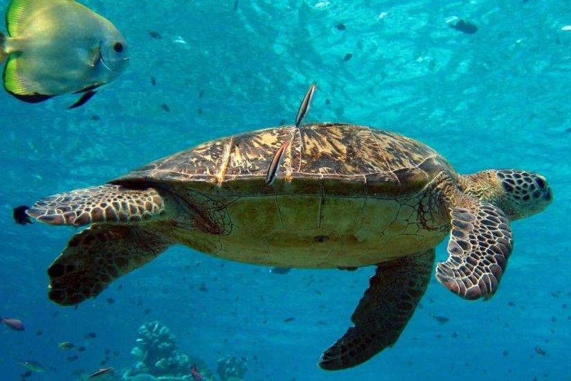 1920x1080_turtle-turtles-sea-animals-underwater-wild-nature-HD-Wallpaper.jpg  (1920Ã1080) | Turtles & Crocs | Pinterest | Turtle, 3d wallpaper and  Tortoise