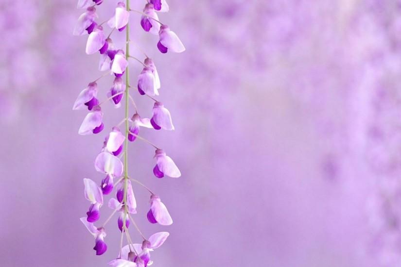 free download light purple background 2048x2048 for computer