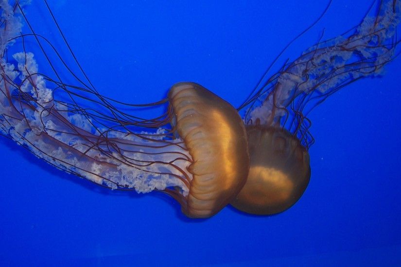 File:Two jellyfish against a blue background.jpg