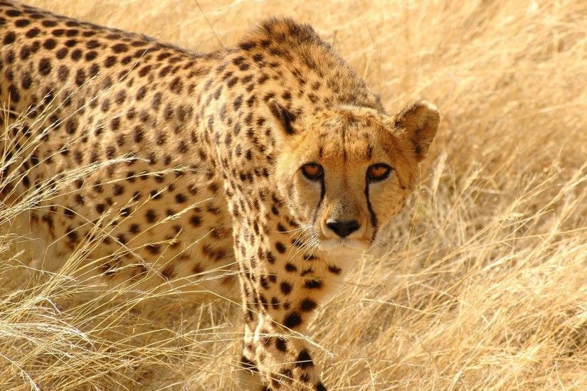 Cheetah Background - Viewing Gallery