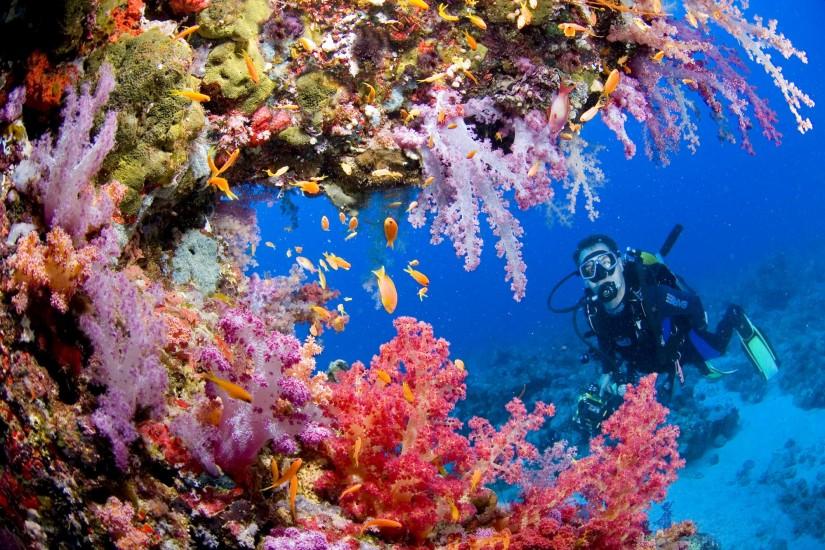Sports scuba diving ocean sea underwater coral reef people wallpaper |  2000x1333 | 33391 | WallpaperUP