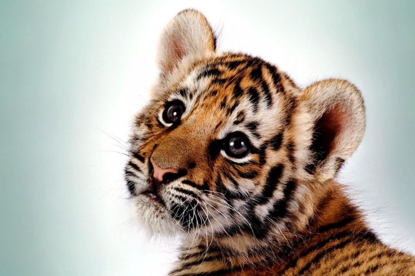 Preview wallpaper tiger, kitten, big cat, cub, predator 1920x1080