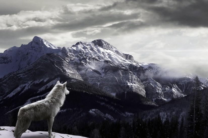 White Wolf Howling Wallpaper Wide