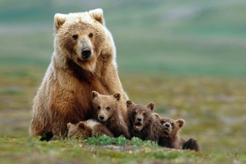 animals, Bears, Baby Animals Wallpapers HD / Desktop and Mobile Backgrounds