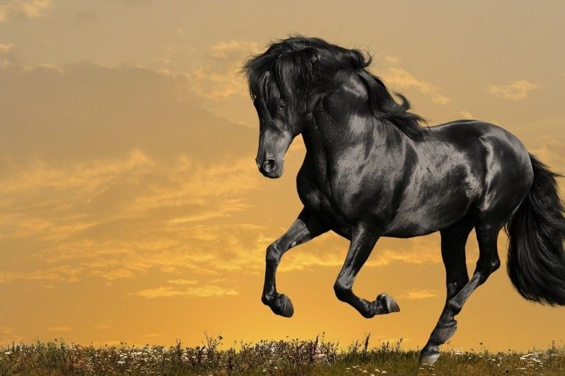 Image gallery for : black mustang horse wallpaper